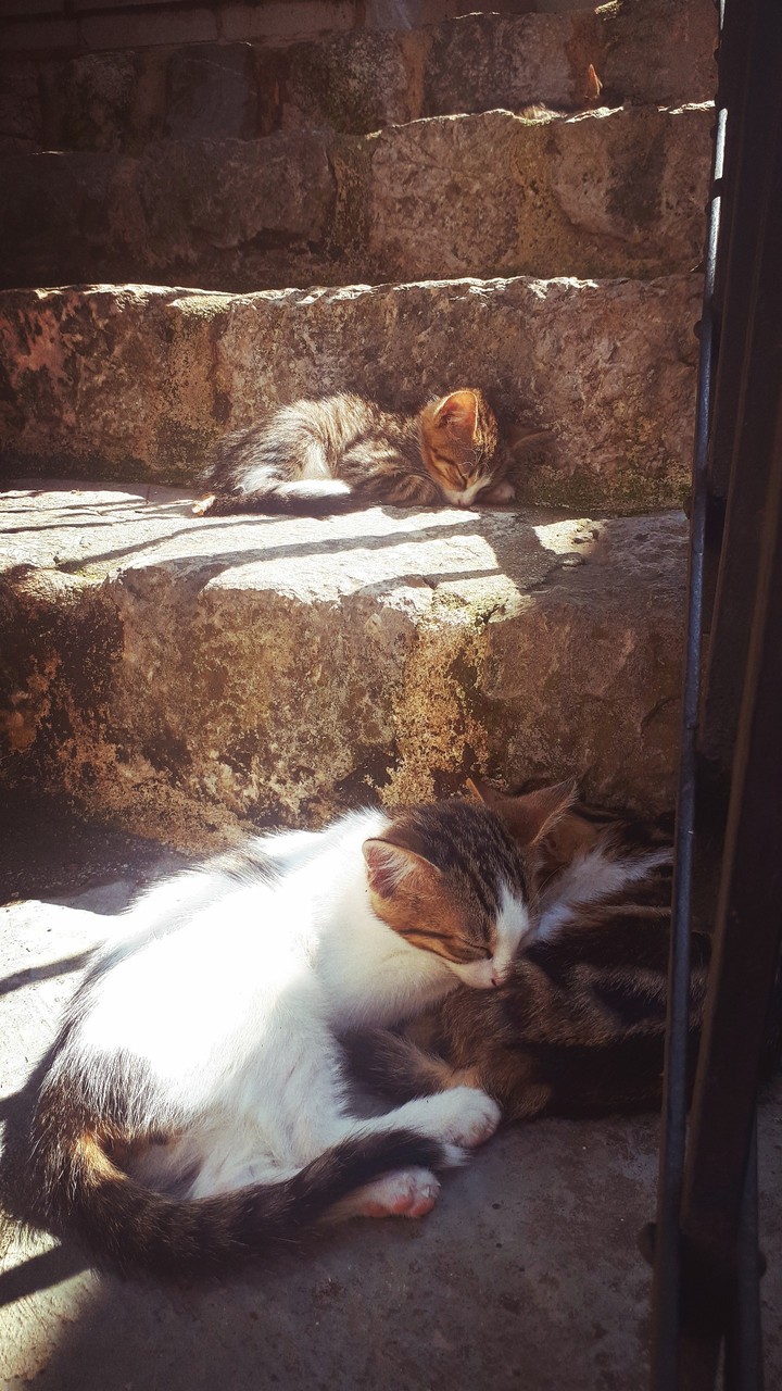 Cats