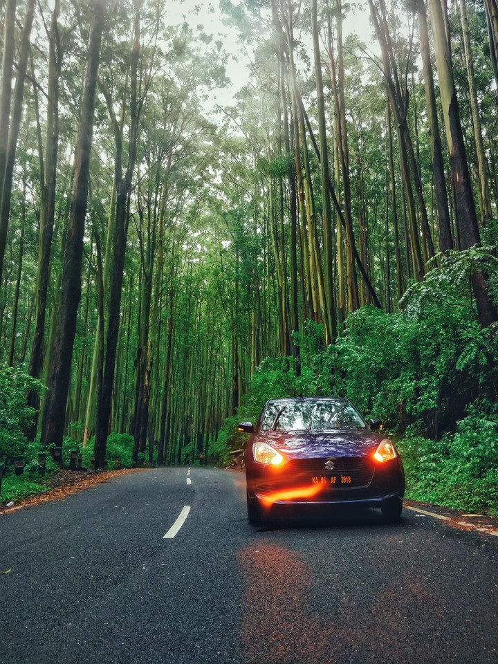 rain and woods