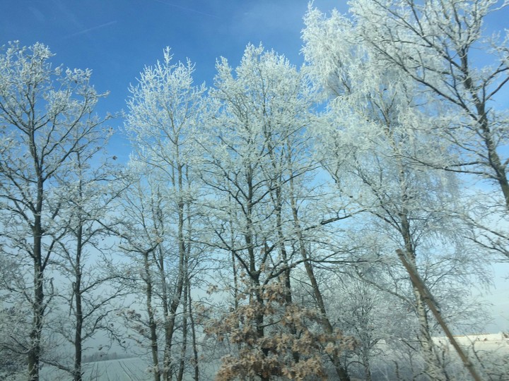 frozen trees
