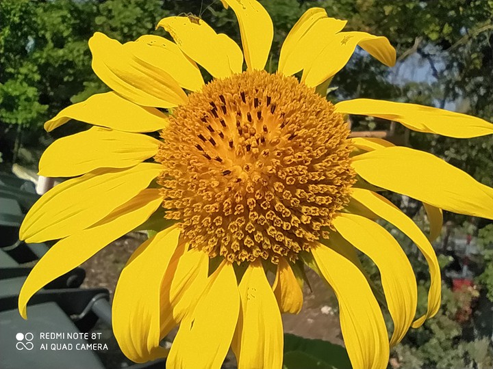 Sunflower