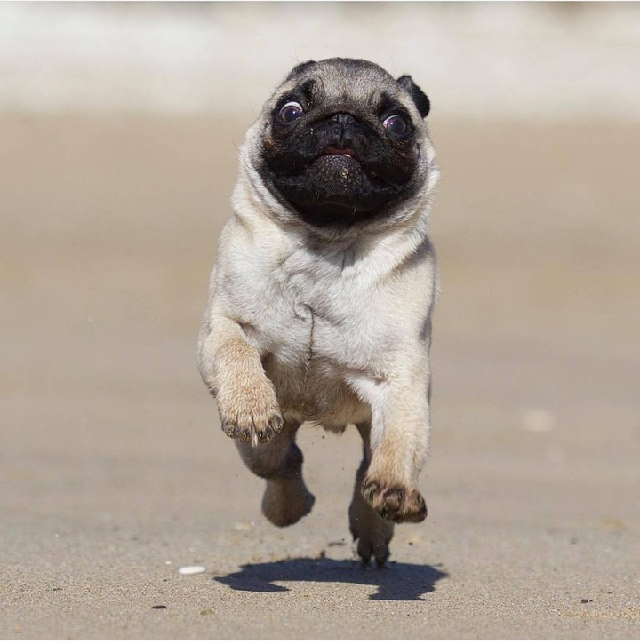 puppy