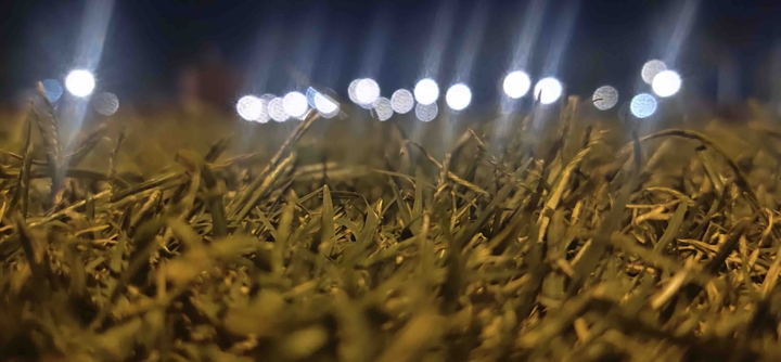 grass