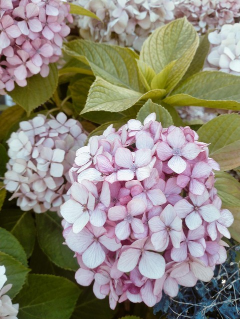 тапети petal, groundcover