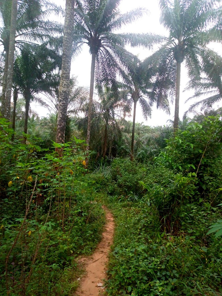 footpath