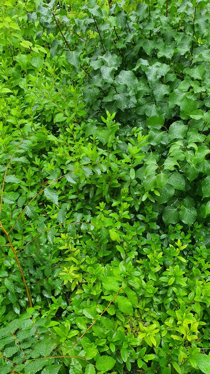 늘푸른(evergreen)