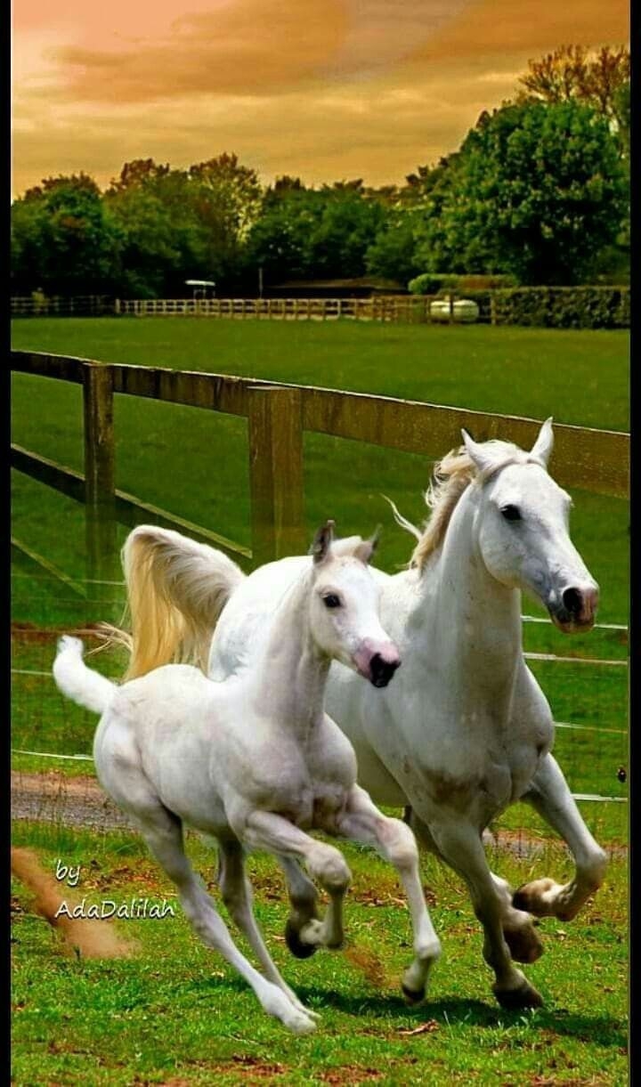 cavalo