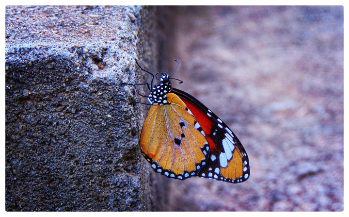 Butterfly love