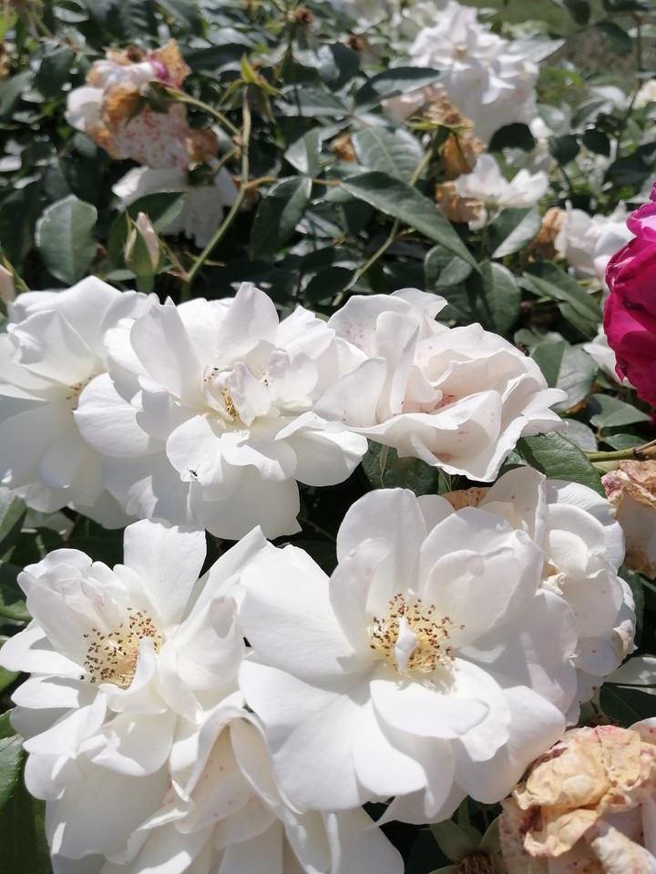 white roses