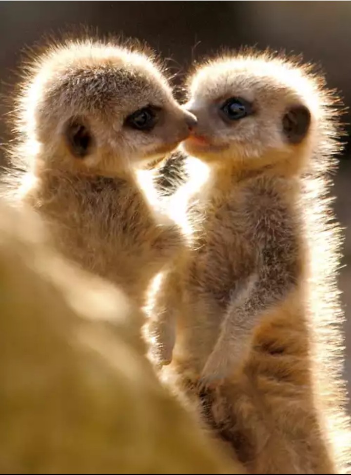 cute