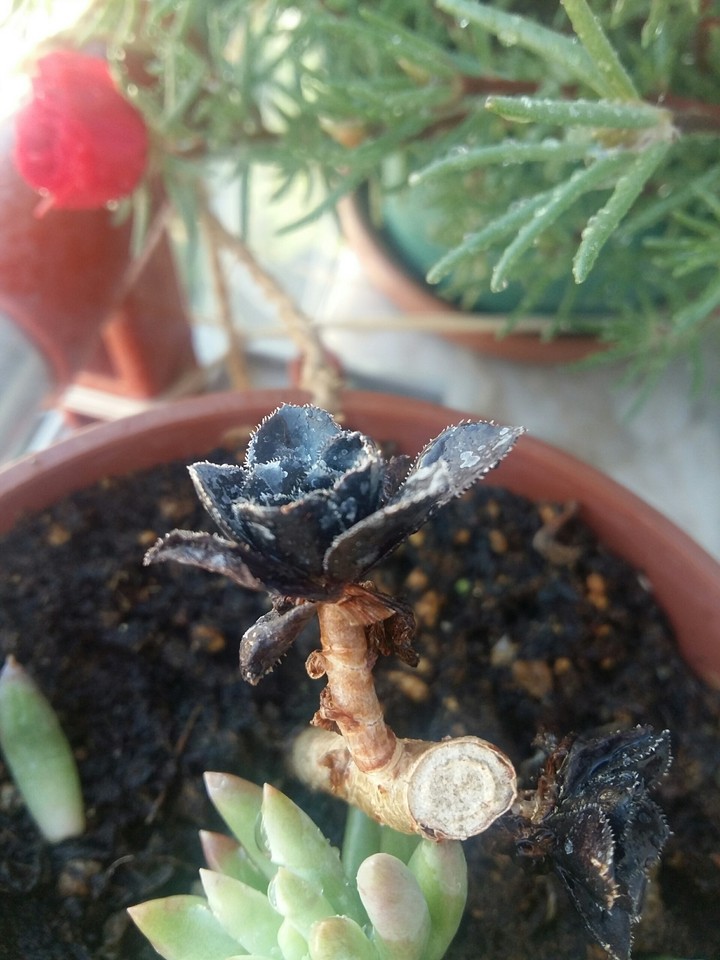 kindOfSucculent