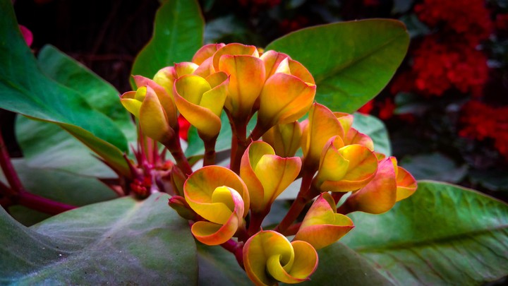 buds