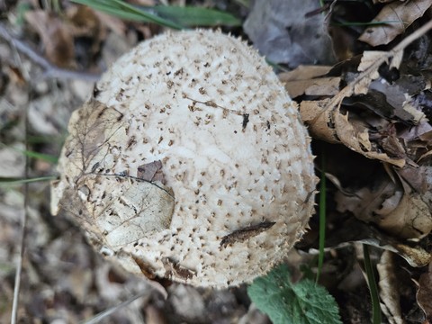 Leaf, Fungus, Nature