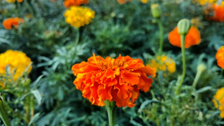 flower