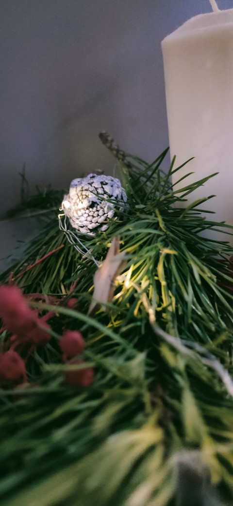 обои twig, evergreen