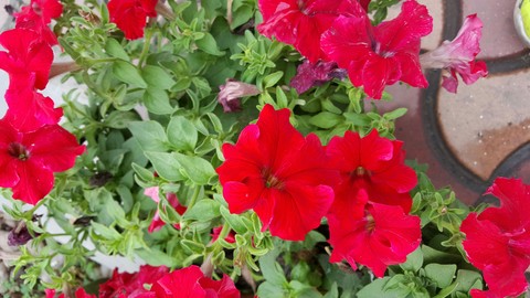 red