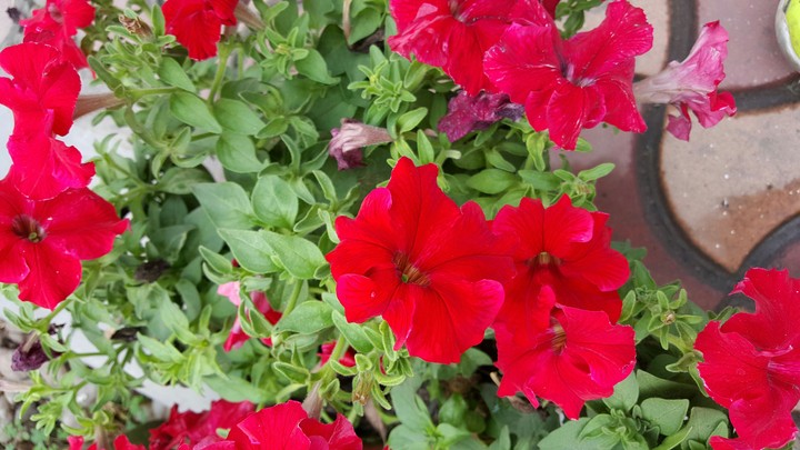 red