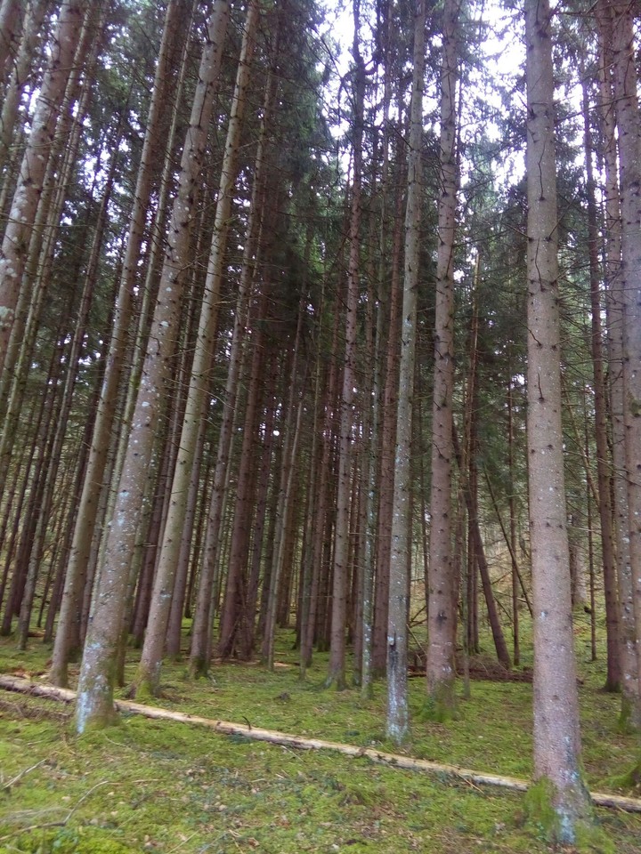 arbres de forêt