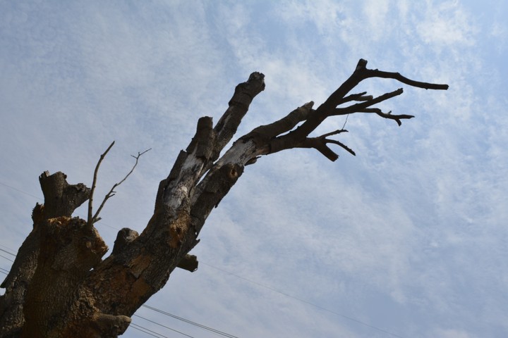 tree