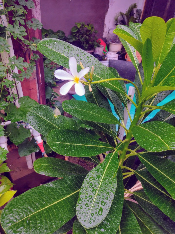 beauty of nature