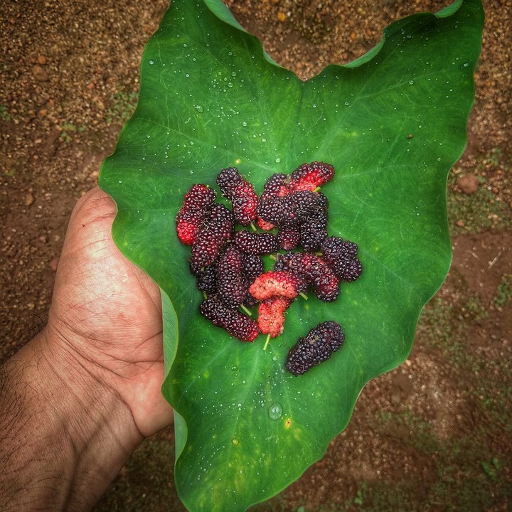 mulberries
