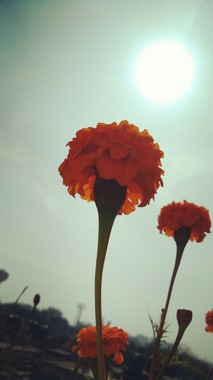 sunshine with flower