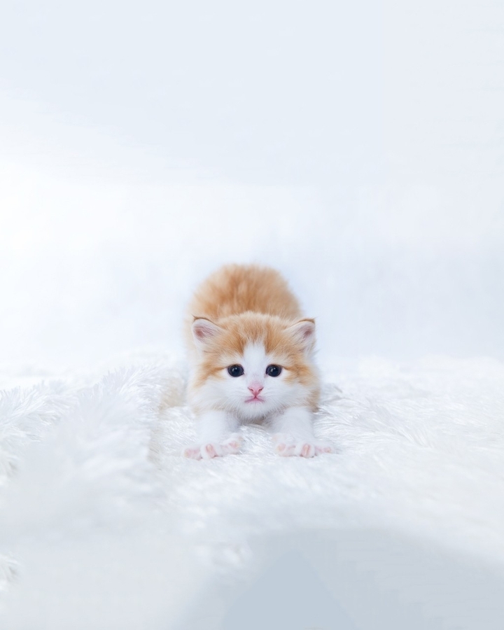 #cat
