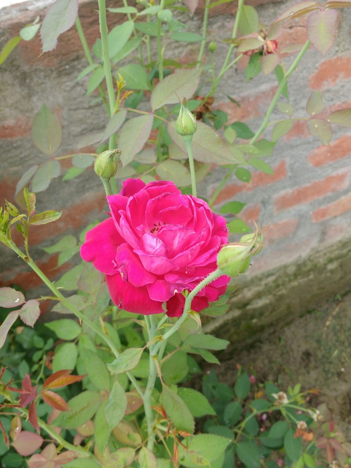 Red Rose