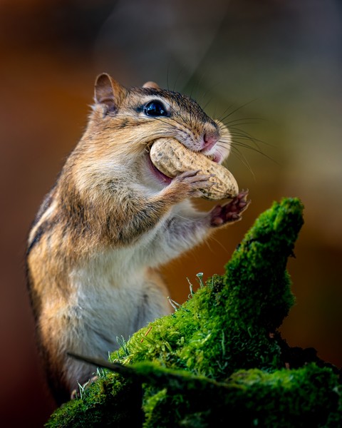 陆地动物, chipmunk壁纸