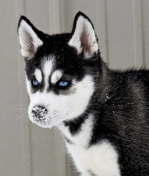 fondos de pantalla grey, dog