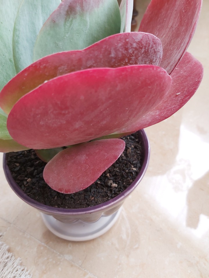 Cotyledon orbiculata