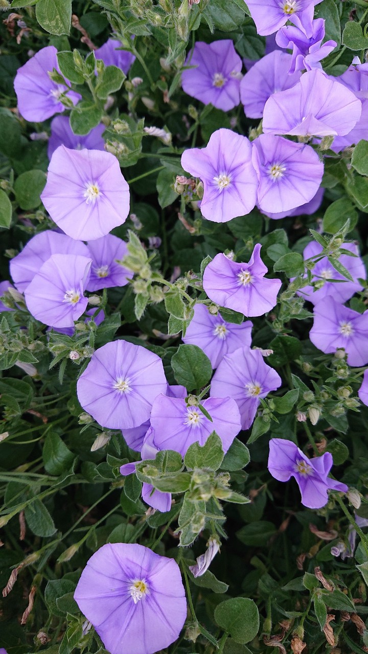 purple flowers