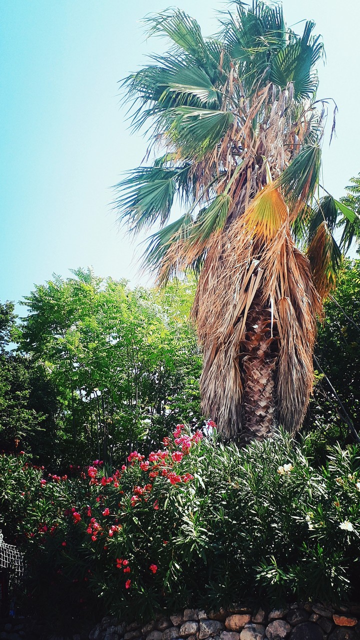 Palm and flovers