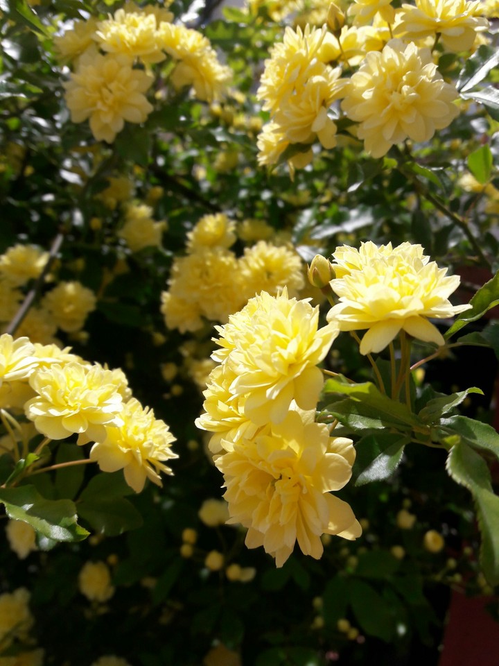 flowers