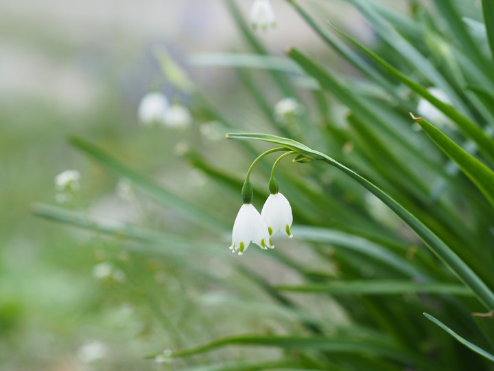 lily of the valley