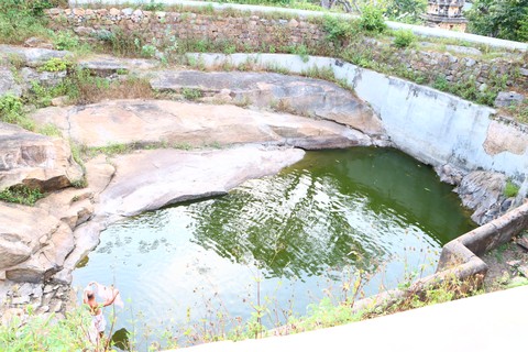 hình nền plant, landscapes