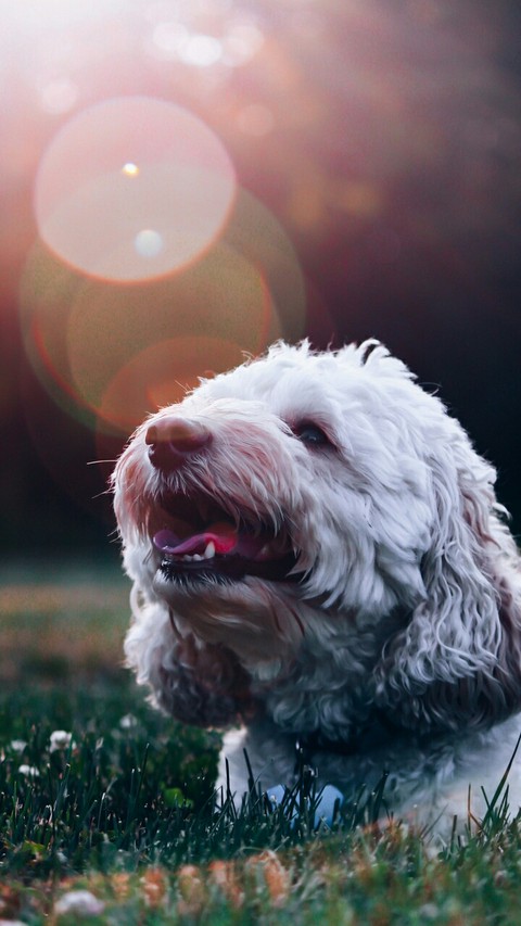 dog