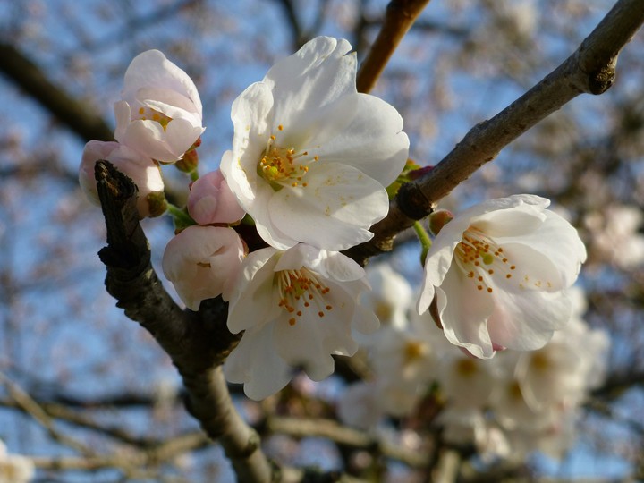 Cherry blossom
