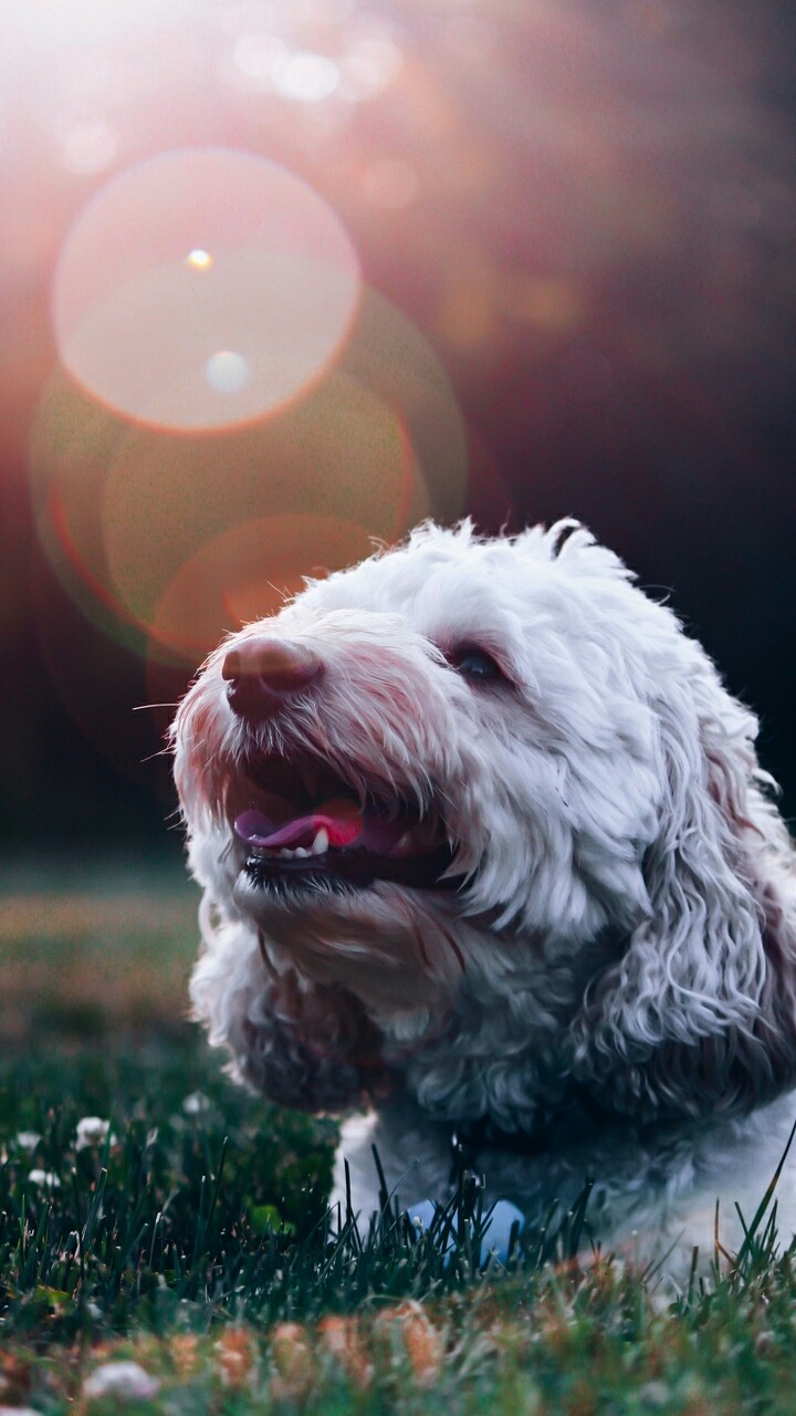 dog