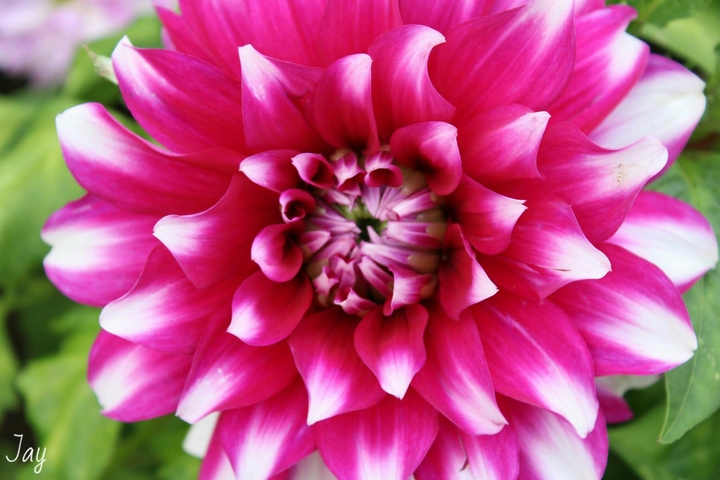 Vibrant Pink Flower