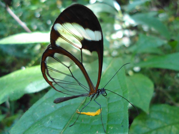 mariposa transparente