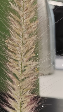 flower ??
