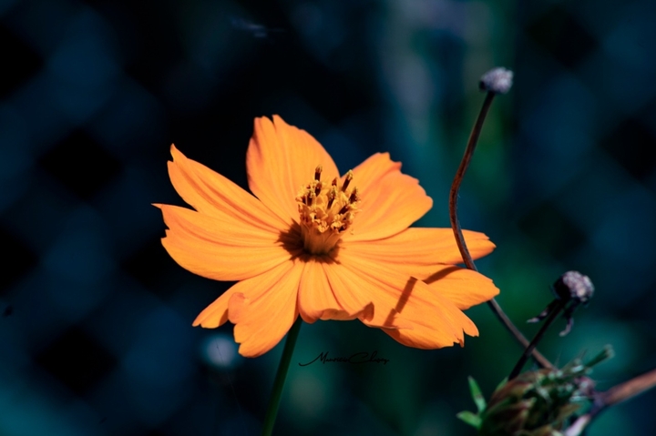 orangeflower
