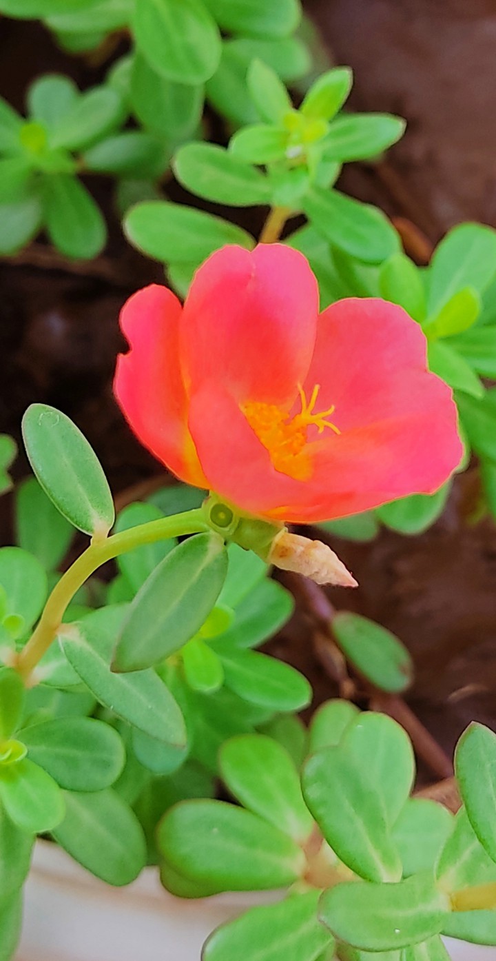 little flower