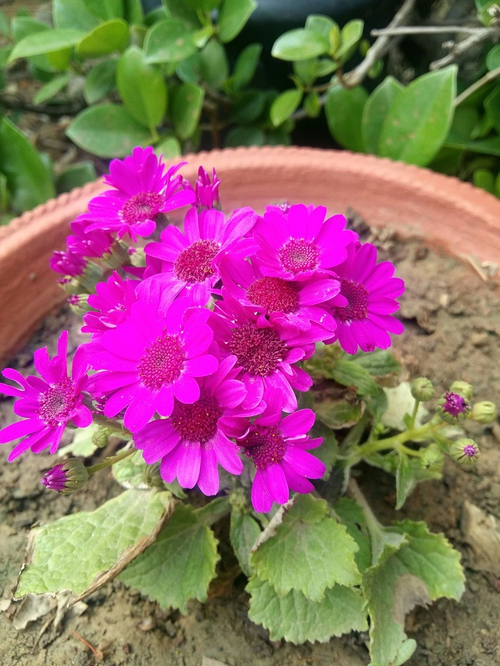 flower