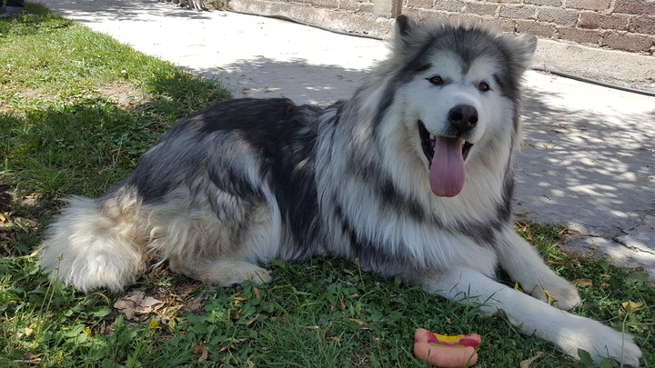 Alaska malamute