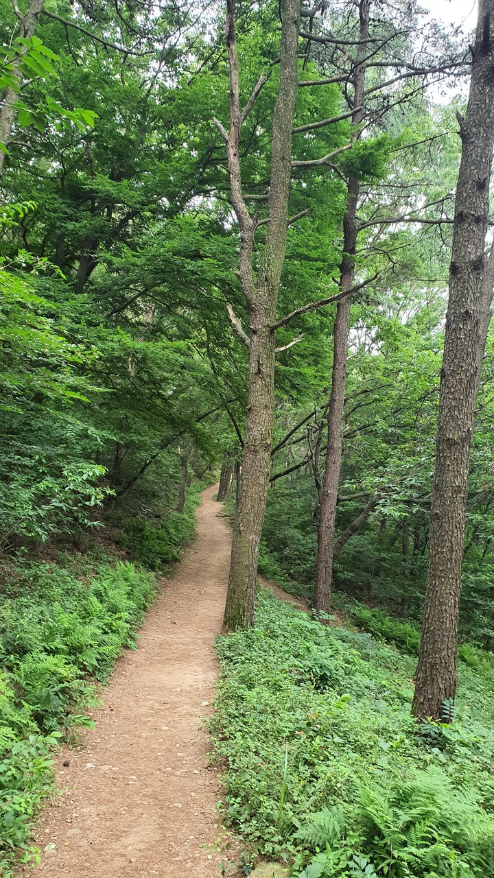 숲속길(road in the woods)