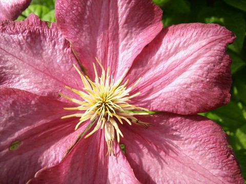 Flower