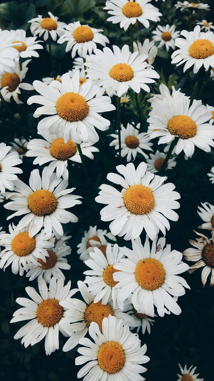 camomile