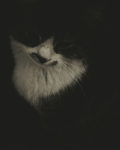 sfondi mammal, dark