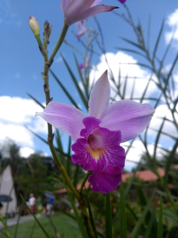 A orchid